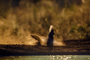 Güney Afrika 'daki Kruger Ulusal Parkı' nda şafak vakti kuma gömülen kuş grisi, Musophagidae familyasına ait Corythaixoides grisi. 