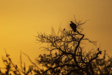 Güney Afrika 'daki Kruger Ulusal Parkı' nda gün batımında ağaçta tüneyen kapüşonlu akbaba Accipitridae 'den Specie ailesi Necrosyrtes monachus