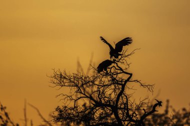 Güney Afrika 'daki Kruger Ulusal Parkı' nda gün batımında ağaçta tünemekte olan iki kapüşonlu akbaba Accipitridae 'den Specie ailesi Necrosyrtes monachus.