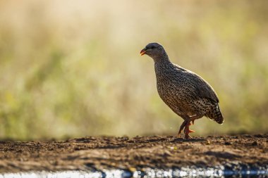 Güney Afrika 'daki Kruger Ulusal Parkı' nda, Phasianidae familyasından Specie Pternistis natalensis familyasının doğal arka planında tek başına yürüyen Natal Frankolin.