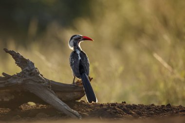 Güney Kırmızı faturalı Hornbill, Güney Afrika 'daki Kruger Ulusal Parkı' nda şafak vakti bir kütüğün üzerinde duruyordu; Bucerotidae ailesinden Specie Tockus rufirostris