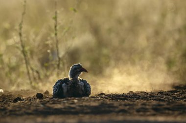 Güney Kırmızı faturalı Hornbill, Güney Afrika 'daki Kruger Ulusal Parkı' nda alacakaranlıkta kum tımar ediyordu.