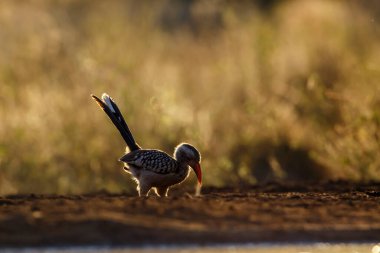 Güney Kırmızı, Güney Afrika 'daki Kruger Ulusal Parkı' nda yiyecek arayan Hornbill 'e fatura kesti; Bucerotidae ailesinden Specie Tockus Rufirostris