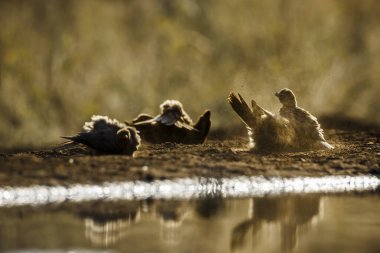 Kırmızı gagalı küçük bir grup şafak vakti Güney Afrika 'daki Kruger Ulusal Parkı' nda kum sallayan Oxpecker; Buphagidae ailesinden Specie Buphagus erythrorhynchus