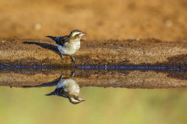 Güney Afrika 'daki Kruger Ulusal Parkı' nda yansıması olan su birikintisi boyunca uzanan sarı boğazlı Petronia cephesi.