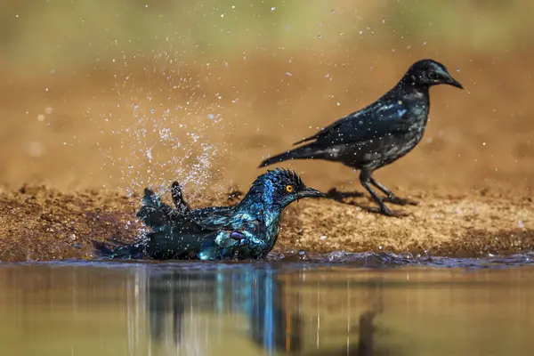 Två Cape Glossy Starling Badar Vattenhål Med Reflektion Kruger National — Stockfoto