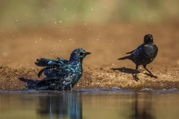 Deux Cape Glossy Starling Baignade Dans Trou Eau Avec Réflexion — Photo