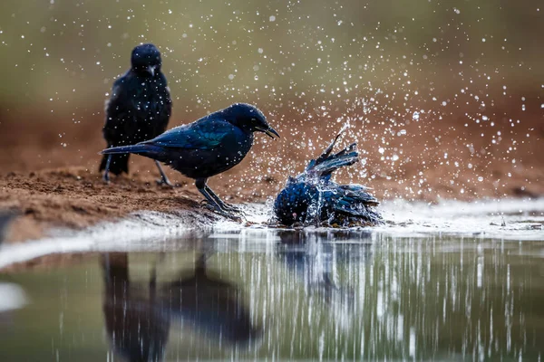 Cape Glossy Starling Μπάνιο Νερόλακκο Αντανάκλαση Στο Kruger National Park — Φωτογραφία Αρχείου