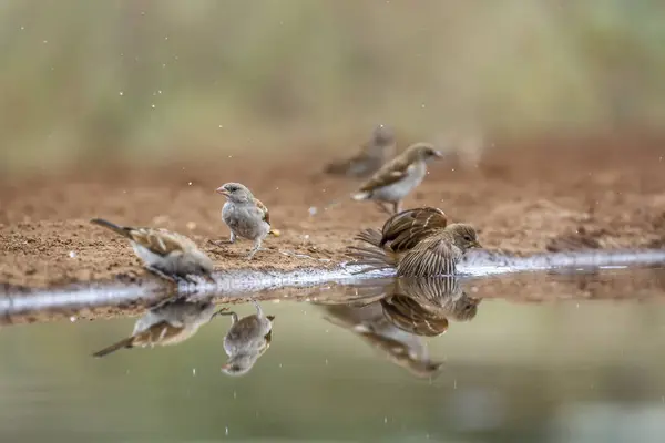 Southern Grey Headed Sparrow Groep Zwemmen Drinken Waterpoel Kruger National — Stockfoto