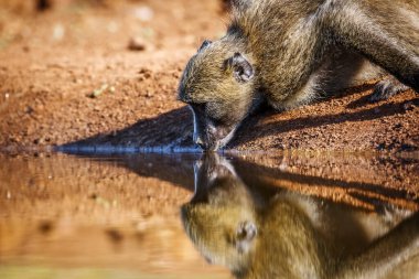 Chacma babun portresi Güney Afrika 'daki Kruger Ulusal Parkı' ndaki yansıması ile su birikintisinde içiyor; Cercopithecidae ailesinden Specie Papio ursinus