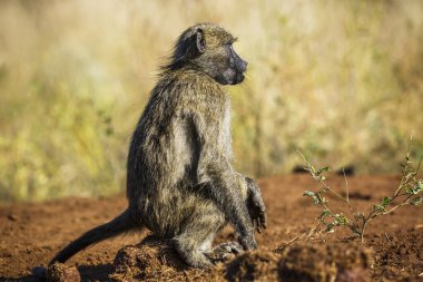 Güney Afrika 'daki Kruger Ulusal Parkı' nda fil gübresi üzerinde oturan Chacma babunu; Cercopithecidae familyasından Specie Papio ursinus