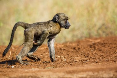 Güney Afrika Kruger Ulusal Parkı 'nda nehir kıyısında yürüyen genç Chacma babunu; Cercopithecidae familyasından Specie Papio ursinus