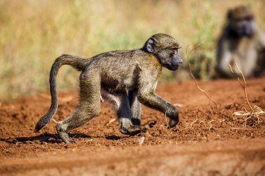Güney Afrika Kruger Ulusal Parkı 'nda nehir kıyısında yürüyen genç Chacma babunu; Cercopithecidae familyasından Specie Papio ursinus