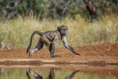 Güney Afrika Kruger Ulusal Parkı 'nda nehir kıyısında yürüyen genç Chacma babunu; Cercopithecidae familyasından Specie Papio ursinus