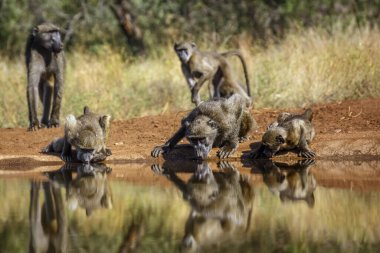 Chacma babun ailesi Güney Afrika 'daki Kruger Ulusal Parkı' ndaki su birikintisinde içki içiyorlar; Cercopithecidae familyasından Specie Papio ursinus.