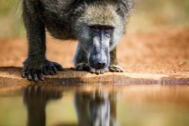 Chacma babunu portresi Güney Afrika 'daki Kruger Ulusal Parkı' ndaki su kuyusu manzarasında içerken; Cercopithecidae familyasından Specie Papio ursinus