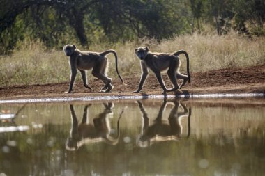 Güney Afrika Kruger Ulusal Parkı 'ndaki su birikintisinde yürüyen iki Chacma babunu Cercopithecidae familyasından Specie Papio ursinus.