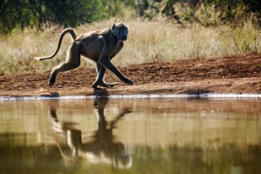 Güney Afrika 'daki Kruger Ulusal Parkı' nda akan Chacma babunu; Cercopithecidae familyasından Specie Papio ursinus