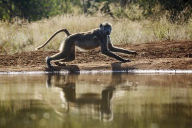 Chacma baboon running along waterhole in Kruger National park, South Africa ; Specie Papio ursinus family of Cercopithecidae clipart