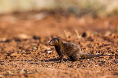 Ortak cüce gelincik Kruger National park, Güney Afrika için; Nakit Helogale parvula ailesi Herpestidae