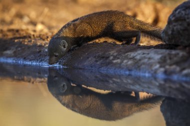 Güney Afrika 'daki Kruger Ulusal Parkı' nda yansıması olan su birikintisinde içen cüce firavun faresi; Herpestidae familyasından Specie Helogale parvula