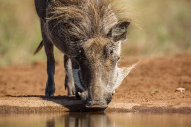 Güney Afrika 'daki Kruger Ulusal Parkı' ndaki su birikintisinde içilen domuz portresi; Suidae ailesinden Specie Phacochoerus africanus