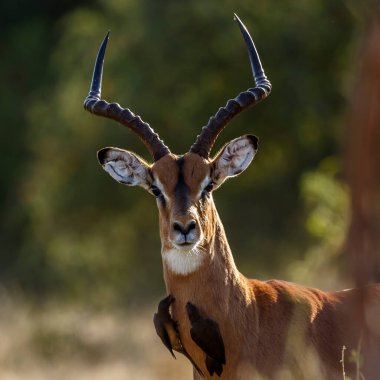 Güney Afrika 'daki Kruger Ulusal Parkı' nda Öküz Pençeli Impala erkek portresi; Bovidae ailesinin Specie Aepyceros melampus