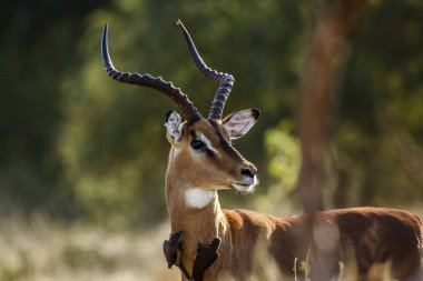 Güney Afrika 'daki Kruger Ulusal Parkı' nda Öküz Pençeli Impala erkek portresi; Bovidae ailesinin Specie Aepyceros melampus