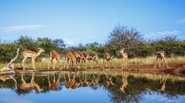 Güney Afrika 'daki Kruger Ulusal Parkı' na yansıyan su birikintisi manzarasında içen yaygın Impala grubu Bovidae ailesinden Specie Aepyceros Melampus