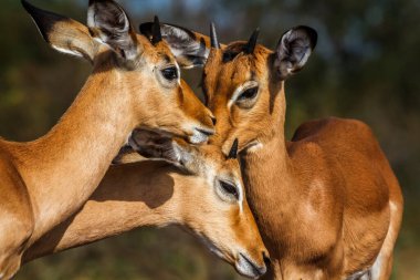 Güney Afrika 'daki Kruger Ulusal Parkı' nda üç genç Impala portresi; Bovidae ailesinin Specie Aepyceros melampus