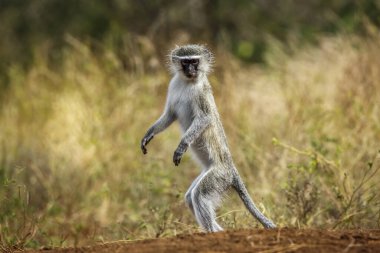 Güney Afrika 'daki Kruger Ulusal Parkı' nda alarmda olan Vervet maymunu Cercopithecidae ailesinden Specie Chlorocebus pygerythrus