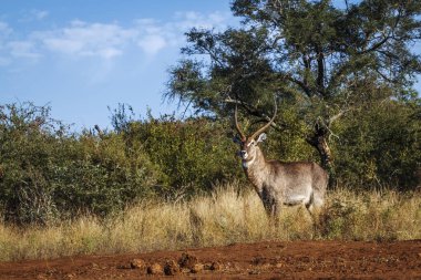 Güney Afrika Kruger Ulusal Parkı 'nda yaygın Waterbuck boynuzlu erkek; Bovidae ailesinden Specie Kobus ellipsiprymnus