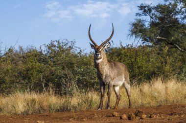 Güney Afrika Kruger Ulusal Parkı 'nda yaygın Waterbuck boynuzlu erkek; Bovidae ailesinden Specie Kobus ellipsiprymnus