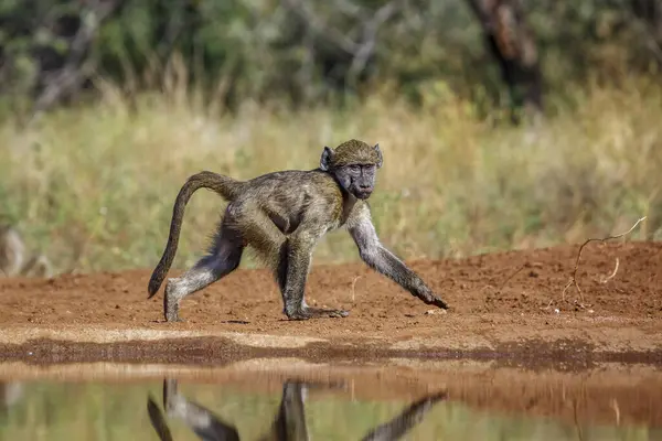 stock image Young Chacma baboon walking on riverbank in Kruger National park, South Africa ; Specie Papio ursinus family of Cercopithecidae