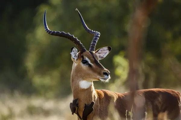 Wspólny Portret Mężczyzny Impala Oxpecker Parku Narodowym Kruger Republika Południowej — Zdjęcie stockowe