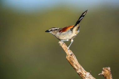 Güney Afrika 'daki Kruger Ulusal Parkı' ndaki doğal arka planda izole bir dalda duran kahverengi taçlı Tchagra; Malaconotidae ailesinden Specie Tchagra australis