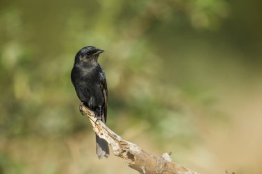 Güney Afrika 'daki Kruger Ulusal Parkı' nda, Dicrurus adsimilis ailesi Dicruridae 'nin önünde duran çatal kuyruklu Drongo' yu izledi.