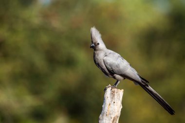 Güney Afrika 'daki Kruger Ulusal Parkı' nda izole edilmiş kütük üzerinde duran gri kuş, Musophagidae familyasına ait Specie Corythaixoides. 