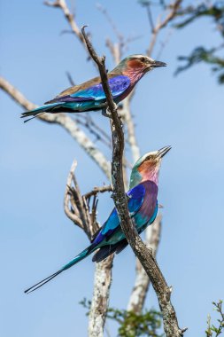 Güney Afrika 'daki Kruger Ulusal Parkı' nda çalıların üzerinde duran leylak göğüslü çift, Coraciidae familyasından Specie Coracias,