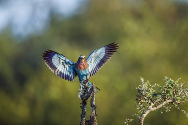 Güney Afrika 'daki Kruger Ulusal Parkı' ndaki bir kütük kanatları üzerine inen leylak göğüslü paten.