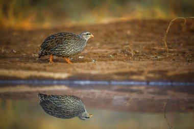 Natal Francolin, Güney Afrika 'daki Kruger Ulusal Parkı' nda, Specie Pternistis Natalensis 'in Phasianidae ailesinin su birikintisi boyunca yürüyordu.