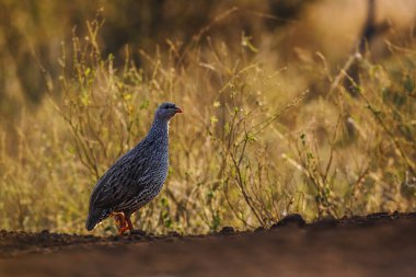 Güney Afrika 'daki Kruger Ulusal Parkı' nda şafak vakti Natal Frankolin zemin katı aydınlandı; Phasianidae ailesinin Specie Pternistis natalensis