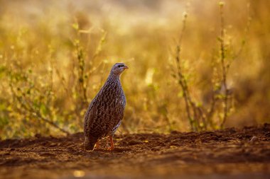 Güney Afrika 'daki Kruger Ulusal Parkı' nda şafak vakti Natal Frankolin zemin katı aydınlandı; Phasianidae ailesinin Specie Pternistis natalensis
