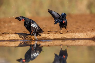 Güney Afrika 'daki Kruger Ulusal Parkı' nda, Specie Bubalornis Niger ailesi Ploceidae 'nin su birikintisinde yıkanan iki kırmızı gagalı Buffalo Weaver.