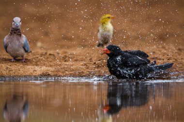 Güney Afrika 'daki Kruger Ulusal Parkı' ndaki su birikintisinde yıkanan Buffalo Weaver 'ın kırmızı faturası.