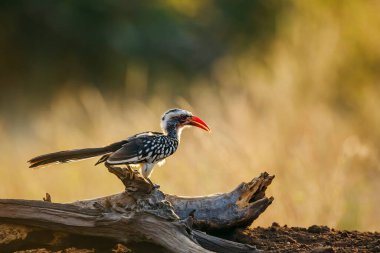 Güney Kırmızı faturalı Hornbill, Güney Afrika 'daki Kruger Ulusal Parkı' nda şafak vakti bir kütüğün üzerinde duruyordu; Bucerotidae ailesinden Specie Tockus rufirostris