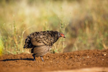 Güney Afrika 'daki Kruger Ulusal Parkı' nda Swainson 'ın Spurfowl erkeği, Phasianidae familyasından Specie Pternistis swainsonii.
