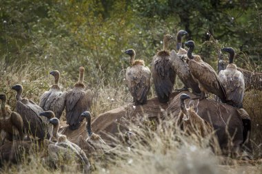 Güney Afrika 'daki Kruger Ulusal Parkı' nda ölü fil leşini yiyen Akbaba ve Accipitridae familyasından Afrika kökenli Specie Gyps.