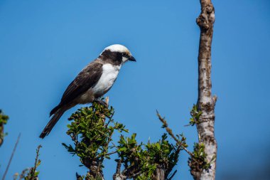 Güney Afrika 'daki Kruger Ulusal Parkı' nda mavi gökyüzünde izole bir çalılıkta duran beyaz tacı takmış Shrike; Laniiidae familyasından Specie Eurocephalus anguitimens