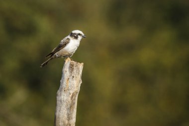 Güney Afrika 'daki Kruger Ulusal Parkı' nda izole edilmiş bir kütüğün üzerinde duran beyaz taçlı Shrike; Laniiidae ailesinden Specie Eurocephalus anguitimens